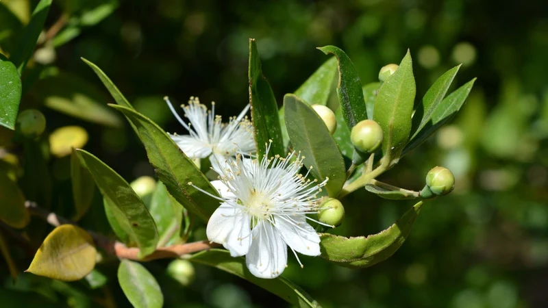 Fragrant Serrated Evergreen Shrub Seeds – Aromatic Foliage & Hardy Growth