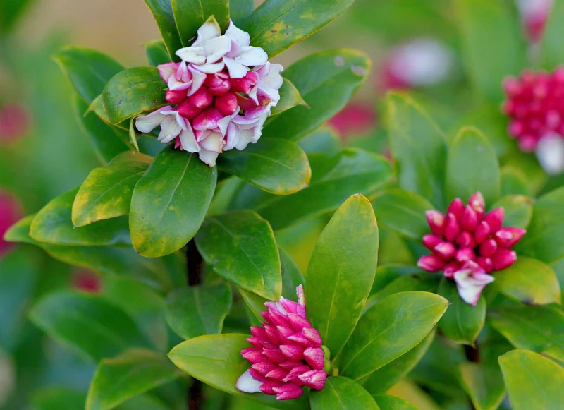 Fragrant Serrated Evergreen Shrub Seeds – Aromatic Foliage & Hardy Growth