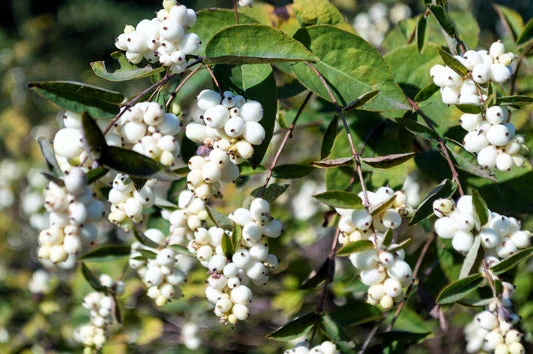 Fragrant Serrated Evergreen Shrub Seeds – Aromatic Foliage & Hardy Growth