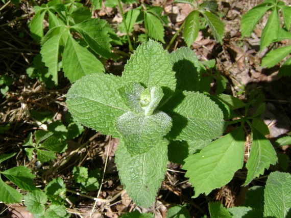 Applemint Seeds – Mentha Suaveolens Aromatic Perennial Mint for Culinary & Tea Gardens
