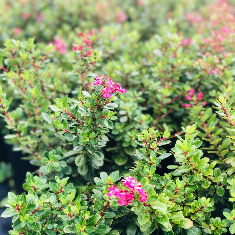 Glossy Leaf Compact Evergreen Shrub Seeds – Low Maintenance Landscape Plant