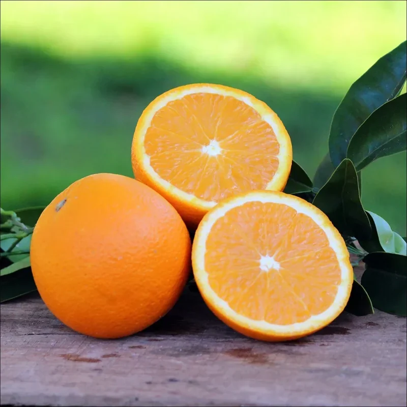 Navel Orange Seeds for Planting – Grow Sweet & Seedless Oranges