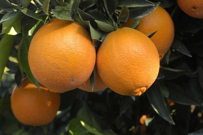 Navel Orange Seeds for Planting – Grow Sweet & Seedless Oranges