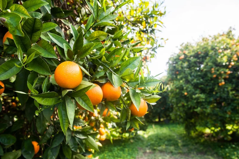 Navel Orange Seeds for Planting – Grow Sweet & Seedless Oranges