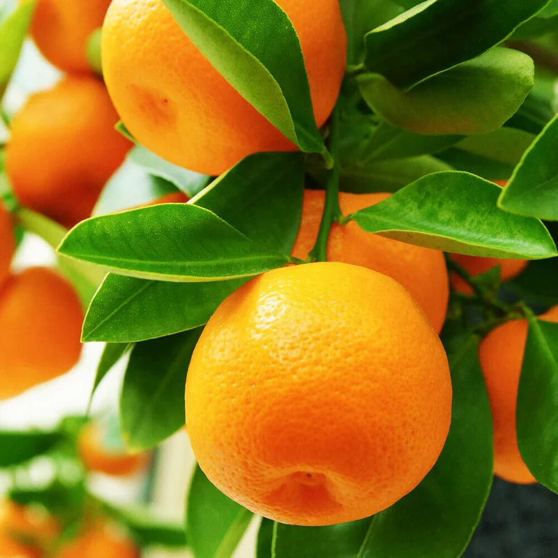 Valencia Orange Seeds for Planting – Grow Sweet & Juicy Oranges