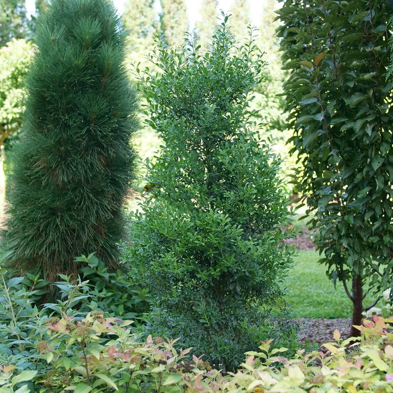 Columnar Evergreen Shrub Seeds – Narrow Upright Growth for Vertical Accents