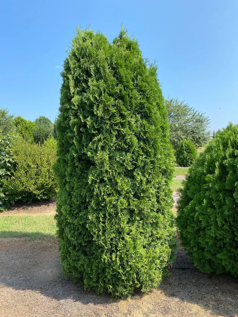 Columnar Evergreen Shrub Seeds – Narrow Upright Growth for Vertical Accents