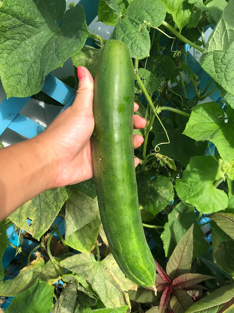 Jibai Shimoshirazu Cucumber Seeds – Rare Heirloom, High-Yield, Crisp & Sweet
