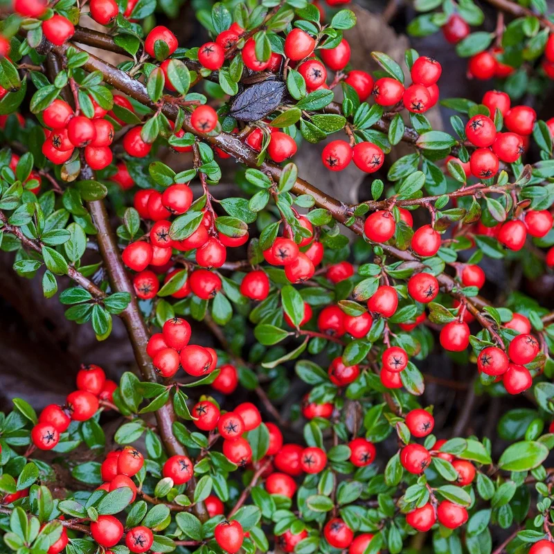 Glossy Leaf Evergreen Tree Seeds – Ornamental Tree with Bright Berries