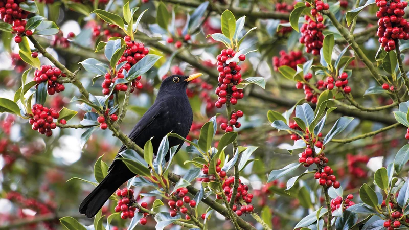 Glossy Leaf Evergreen Tree Seeds – Ornamental Tree with Bright Berries