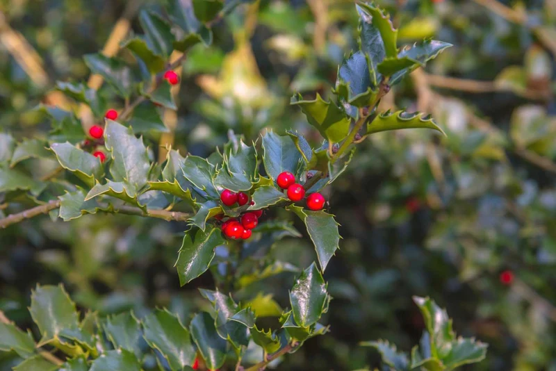 Carolina Holly Seeds – Ilex ambigua Native Deciduous Holly with Bright Red Berries