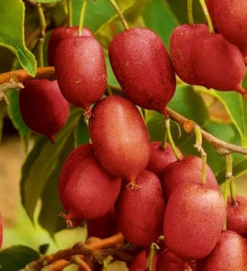 Hardy Red Kiwi Seeds for Planting – Grow Sweet & Vibrant Red Kiwi Fruits