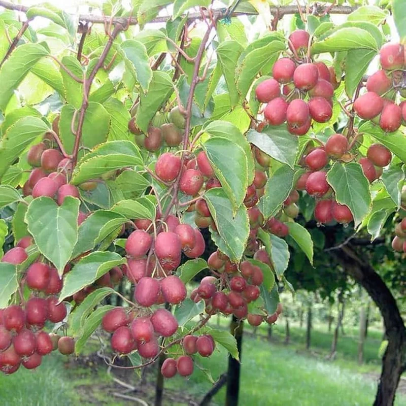 Hardy Red Kiwi Seeds for Planting – Grow Sweet & Vibrant Red Kiwi Fruits
