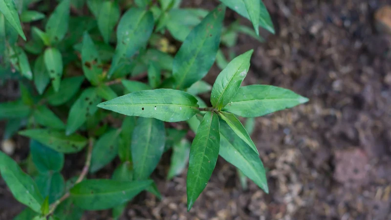 Classic Mint Seeds – Premium Varieties for Fresh Culinary & Herbal Gardens