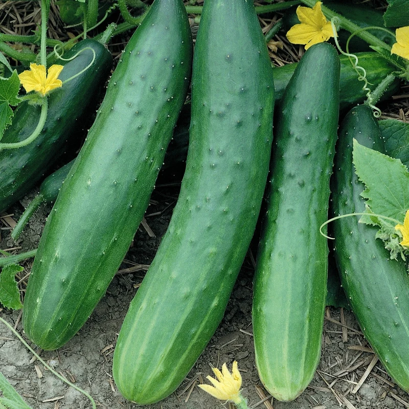 Sweet Burpless Cucumber Seeds – High-Yield, Crisp & Mild