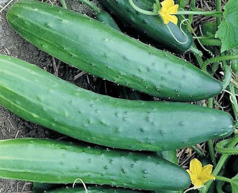 Sweet Burpless Cucumber Seeds – High-Yield, Crisp & Mild