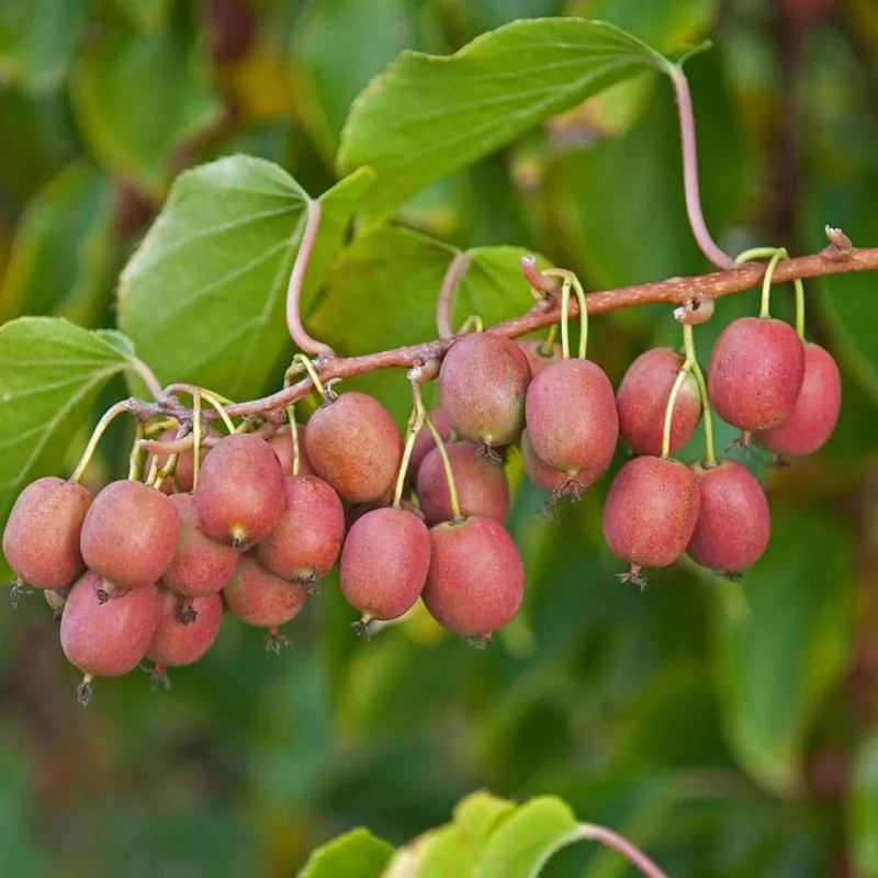 Ken’s Red Kiwi Seeds for Planting – Grow Sweet & Unique Red Kiwi Fruits