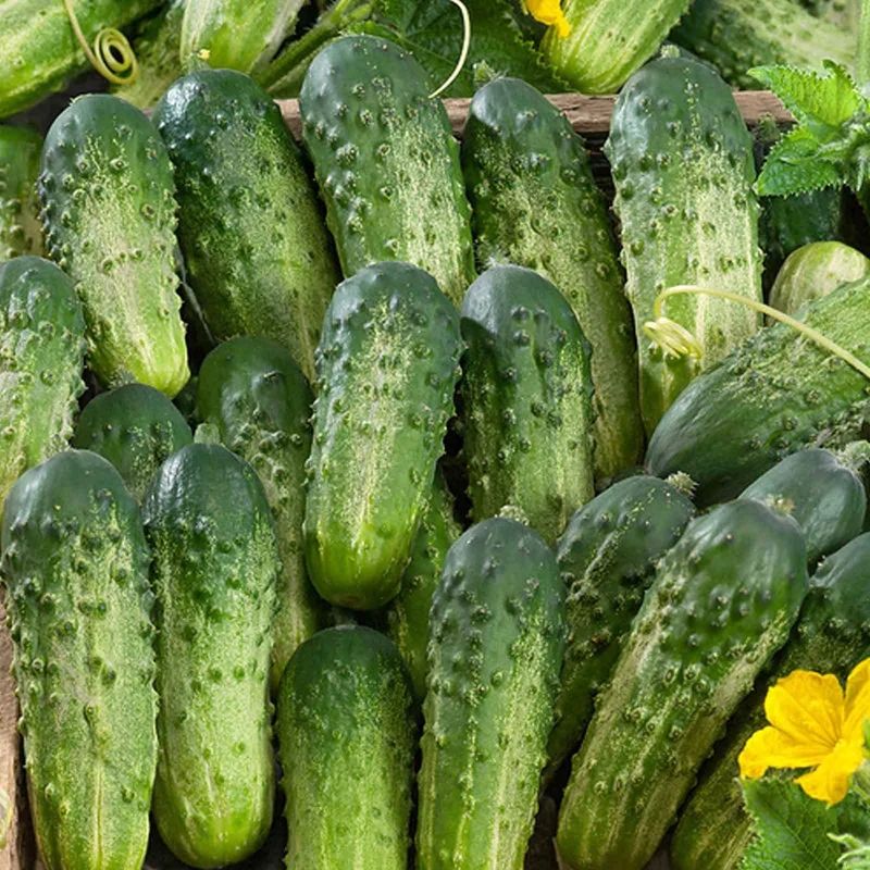 Bush Pickle Cucumber Seeds – Compact, High-Yield, Crisp & Delicious