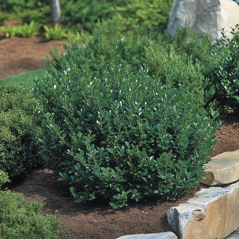 Inkberry Holly Seeds – Ilex glabra Hardy Evergreen Shrub for Year-Round Interest