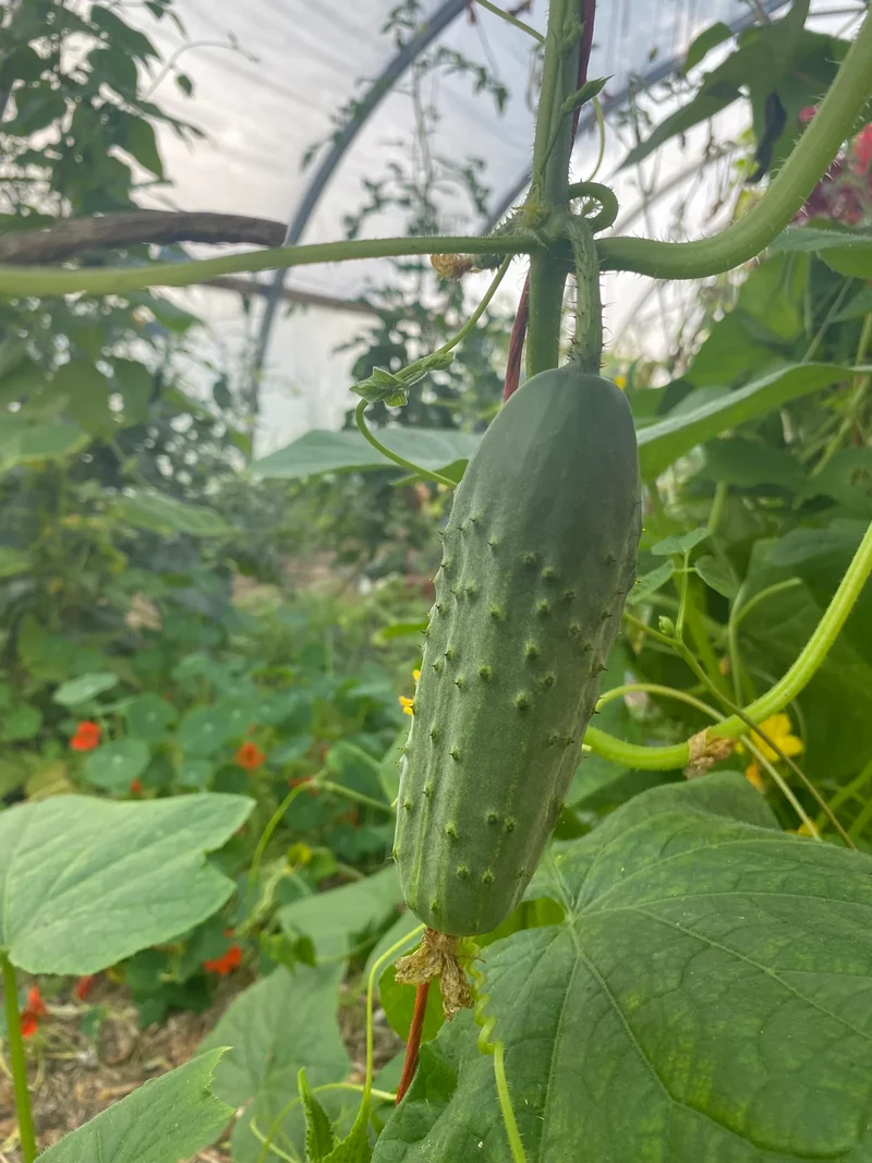 National Pickling Cucumber Seeds – Heirloom, Crisp & Prolific Variety