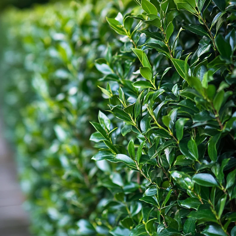 Japanese Holly Seeds – Ilex crenata Evergreen Shrub for Hedges & Borders
