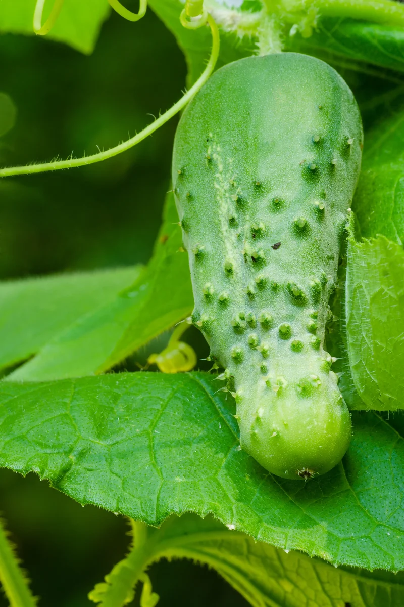 Boston Pickling Cucumber Seeds – Heirloom, High Yield, Crisp & Delicious