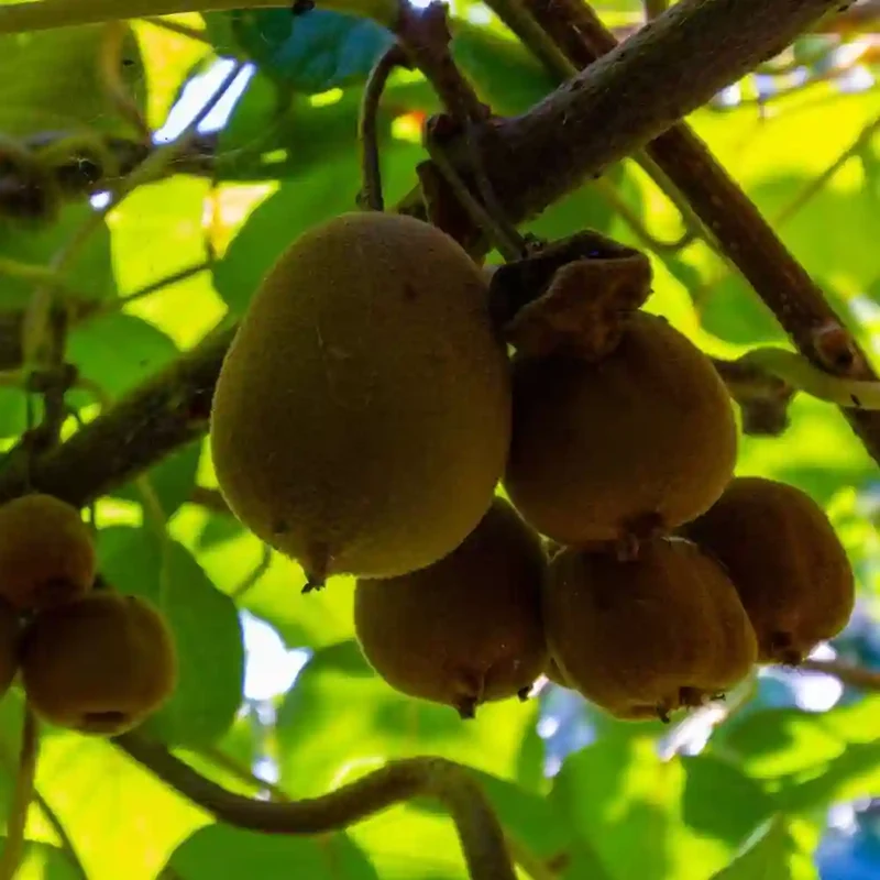 Monty Kiwi Seeds for Planting – Grow Flavorful & Hardy Kiwi Fruits