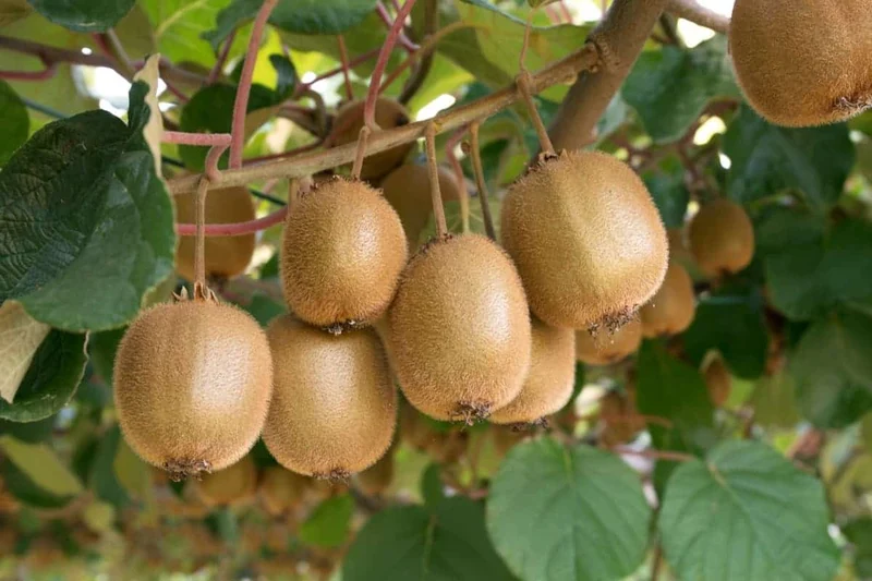 Monty Kiwi Seeds for Planting – Grow Flavorful & Hardy Kiwi Fruits