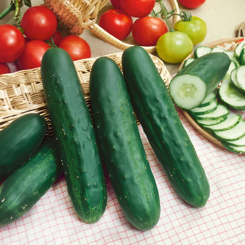 Long Green Improved Cucumber Seeds – Heirloom, High Yield, Crisp & Delicious