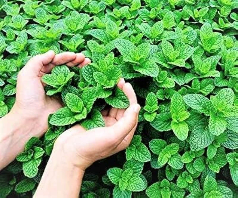 Moroccan Cilantro Seeds – Aromatic, Fast-Growing Heirloom Variety