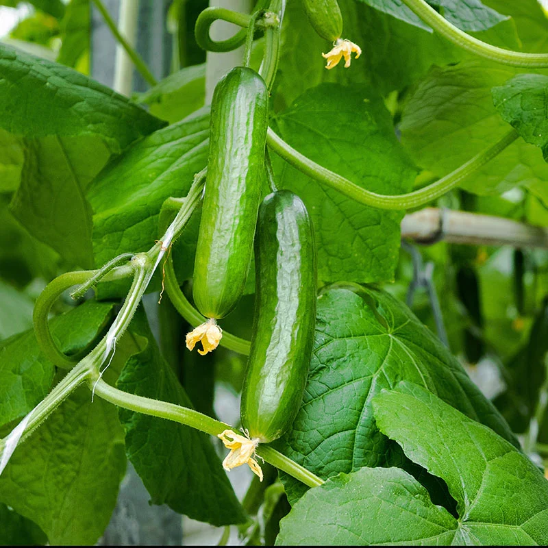 Diva Cucumber Seeds – High-Yield, Burpless & Sweet