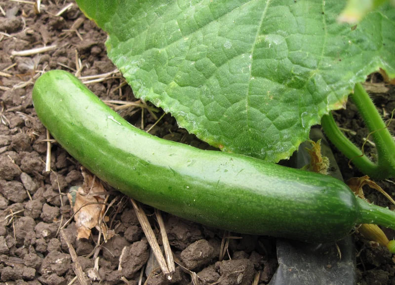 Diva Cucumber Seeds – High-Yield, Burpless & Sweet