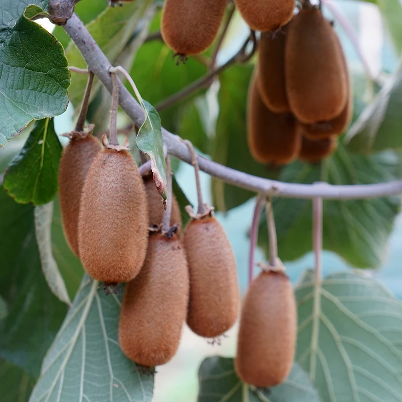 Bruno Kiwi Seeds for Planting – Grow Sweet & Hardy Kiwi Fruits