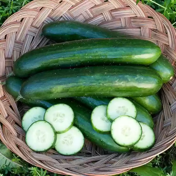 Green Finger Cucumber Seeds – High-Yield, Crisp & Sweet - Grow Your Own Cucumbers