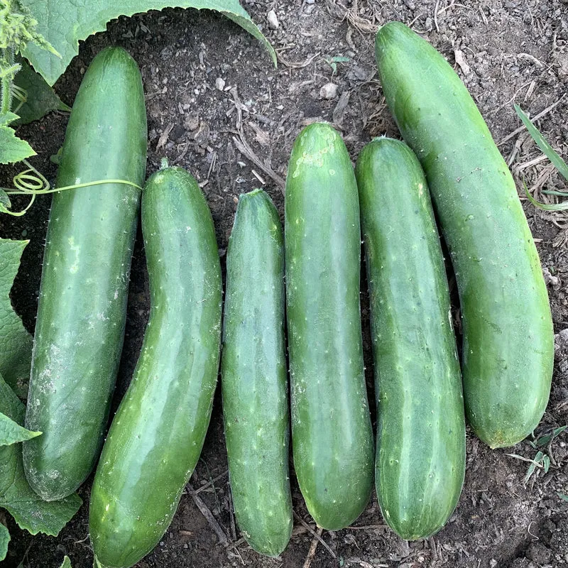 Green Finger Cucumber Seeds – High-Yield, Crisp & Sweet - Grow Your Own Cucumbers