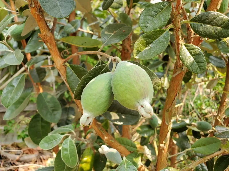 Pineapple Guava (Feijoa) Seeds – Exotic & Aromatic Fruit for Planting