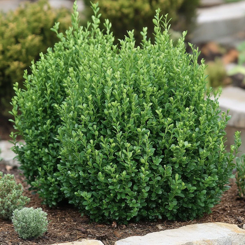 Northern Charm Boxwood Seeds – Cold-Hardy Evergreen Shrub for Year-Round Beauty