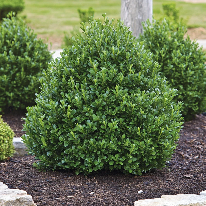 Northern Charm Boxwood Seeds – Cold-Hardy Evergreen Shrub for Year-Round Beauty