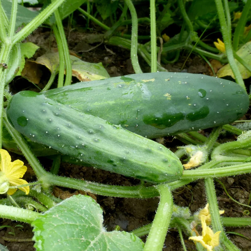 Marketmore 76 Cucumber Seeds – High-Yield, Heirloom, Crisp & Disease-Resistant