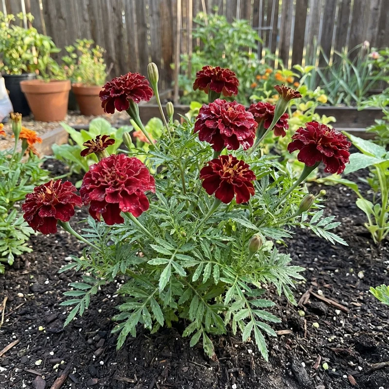 Dark Red Marigold Flower Seeds for Planting – Heirloom Garden Variety