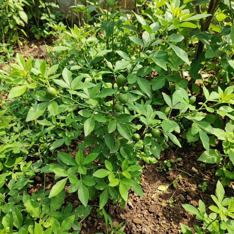 Green Bel / Bilva Patra / Bael Fruit Seeds for Home Garden Planting