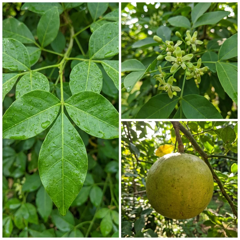 Green Bel / Bilva Patra / Bael Fruit Seeds for Home Garden Planting