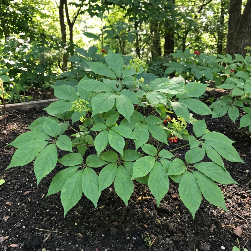 Korean Ginseng (Panax ginseng) Seeds for Planting – Heirloom, Non-GMO Medicinal Herb for Energy, Immunity & Vitality
