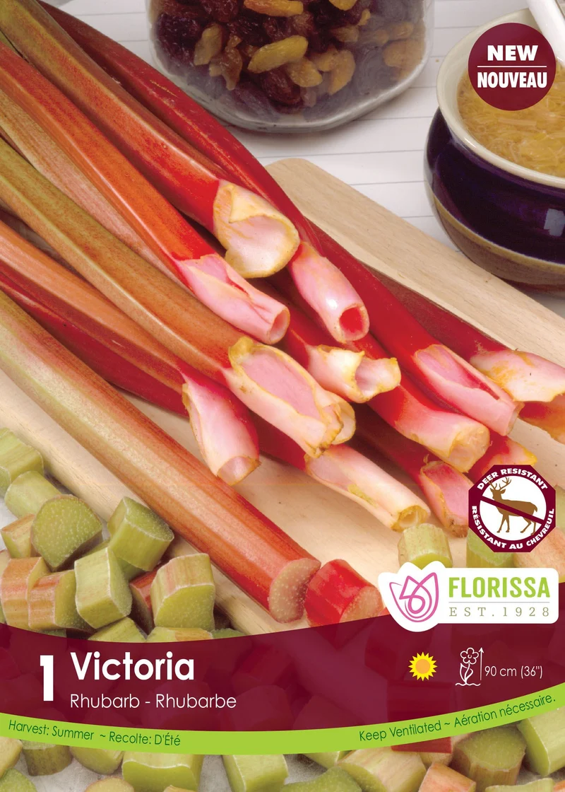 Rhubarbe ‘Victoria’ ( Rheum )