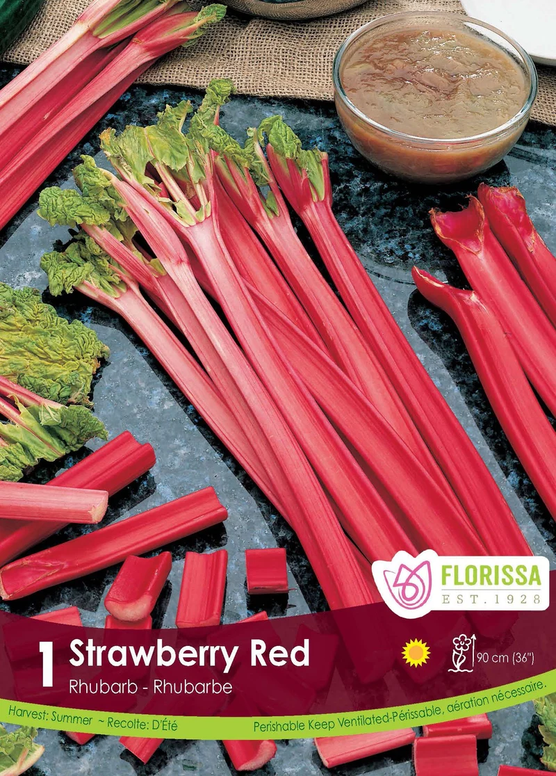 Rhubarbe ‘Strawberry Red’ ( Rheum )