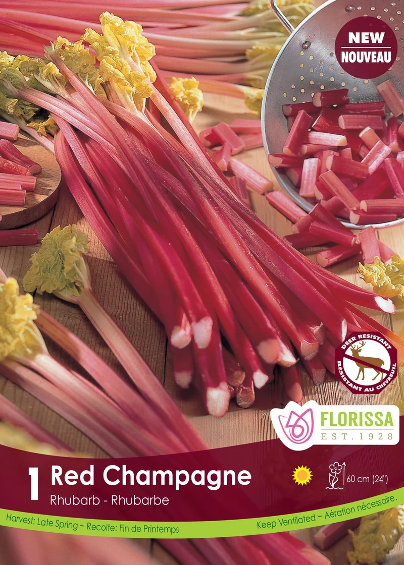 Rhubarbe ‘Red Champagne’ ( Rheum )