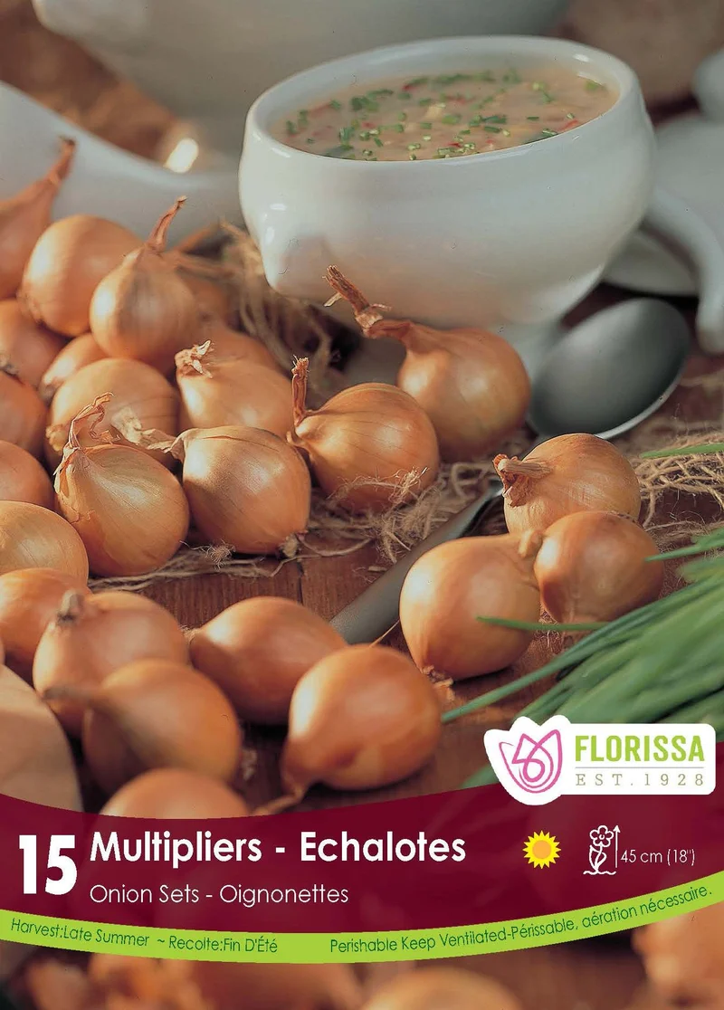 Échalote ‘Multiplicateur’ ( Allium cepa Groupe Aggregatum)