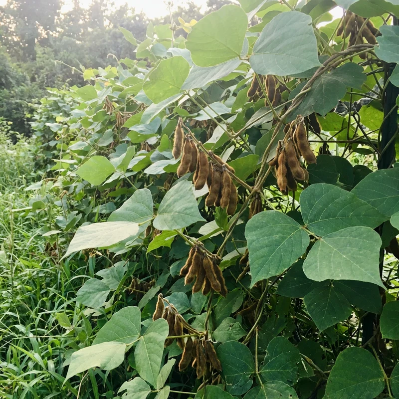 Pueraria lobata Kudzu Seeds for Home Gardening | Hardy Perennial Vine Seeds