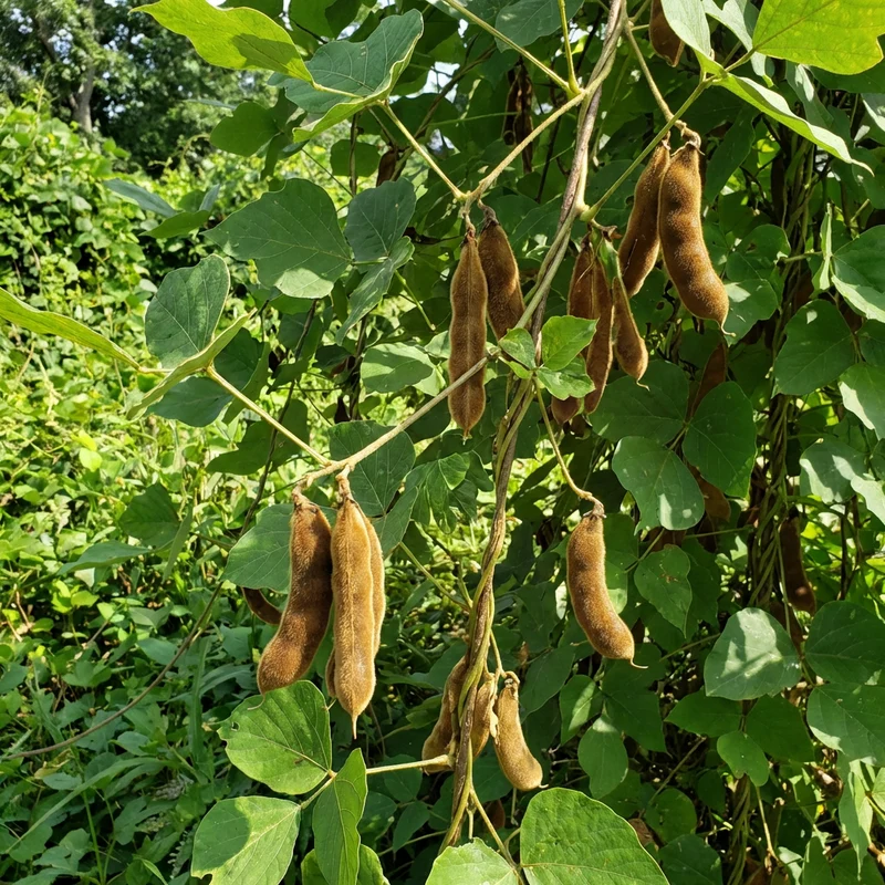 Pueraria lobata Kudzu Seeds for Home Gardening | Hardy Perennial Vine Seeds