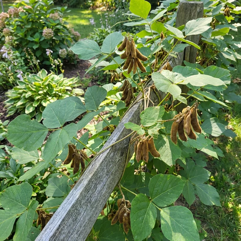Kudzu Pueraria lobata Seeds for Planting – Heirloom, Non-GMO Fast-Growing Garden Vine Seeds
